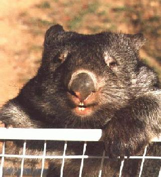 Daggy the Shopping
Wombat